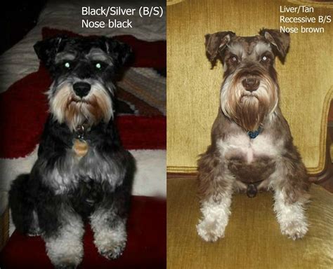 Blacksilver And Its Recessive Livertan Follow Same Guidelines For