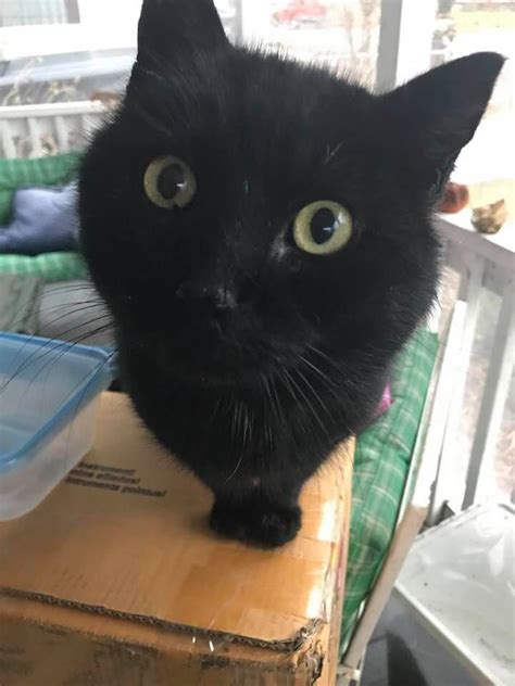 Other collectible catseye marbles are hybrid cat's eyes, where there is more than one color blended on a single vane. 1/17/18 FOUND: all black cat with green eyes in ...