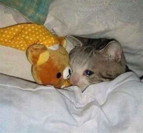 Cat In Bed Crying Cat Know Your Meme