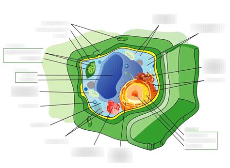 Summary Of Cell Organelles And Their Function Diagram Quizlet