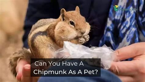 Can You Have A Chipmunk As A Pet Facts To Consider