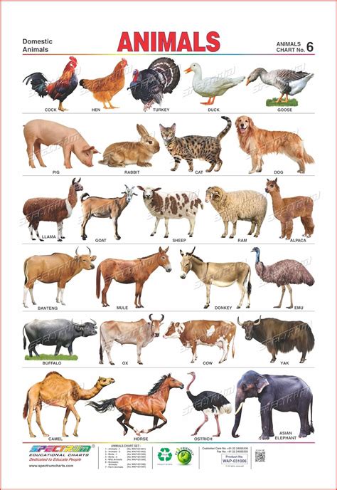 Pet Animals Name In Marathi Knowing The Different Names Of Animal