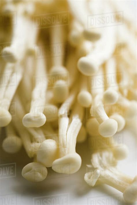 Enoki Mushrooms Stock Photo Dissolve