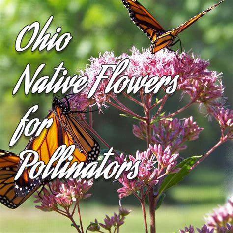 Check spelling or type a new query. Five Great Native Flowers for Pollinator Gardens in ...