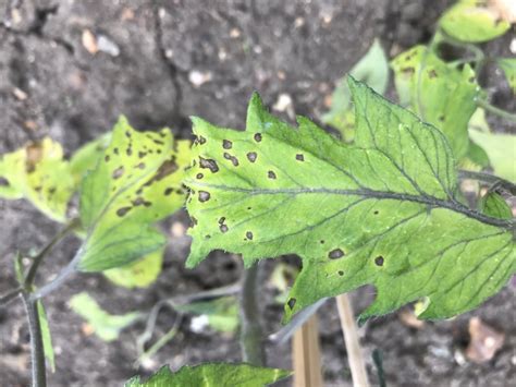 Brown Spots On Tomato Leaves