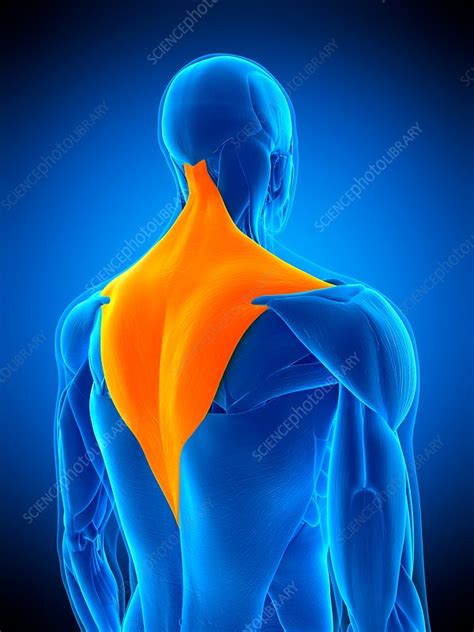 Back Muscles Illustration Stock Image F0169211 Science Photo