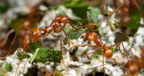 Ants Invented Farming 50 Million Years Before Humans Did