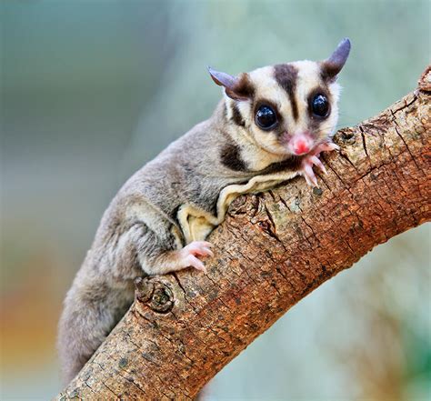 How To Stop A Sugar Glider From Smelling Diet And Litter Training