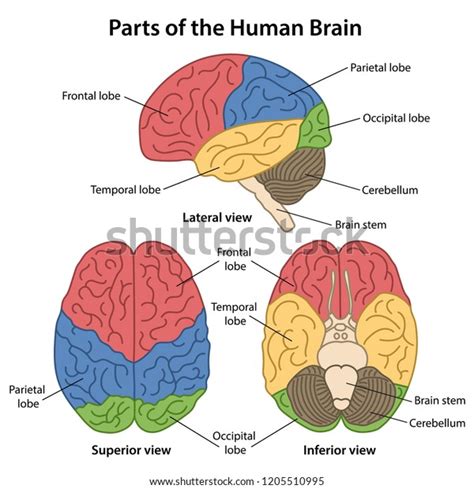 Human Brain Labeled Diagram