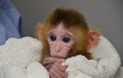 Chimeric Rhesus Monkeys Have Been Born And Theyre Super