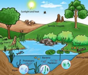 Pengertian Ekosistem Komponen Jenis Dan Ciri Ekosistem Pondok Salam