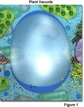 The animal cell has many parts, and you must know each one by heart. Cells!