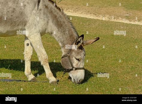 Animal Portrait Of A Cutye Grey Donkey Grazing In A Meadow On A Sunny