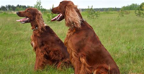 Irish Setter Breed Guide Lifespan Size And Characteristics