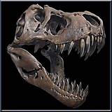 T-rex Dinosaur Fossil Pictures Photos