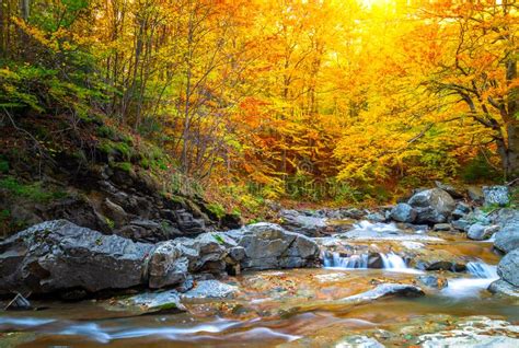 Autumn Fall Forest Landscape Stream Flowing Through Golden Vibrant