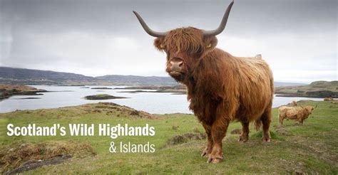 Highland Cow Isle Of Skye Scotland Europe Travel Scotland Habitats
