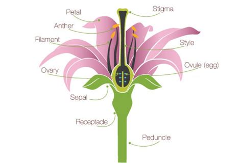 Name The Various Parts Of The Pistil