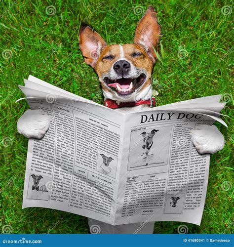 Dog Reading Newspaper Stock Image Image Of Nature Funny 41680341