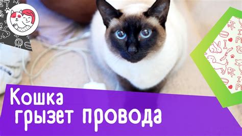 4 способа отучить кошку грызть провода - YouTube