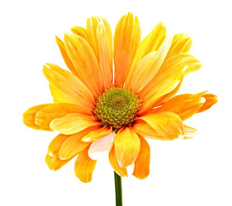 Las 15 Flores Más Bonitas Con Fotos ® Florespedia