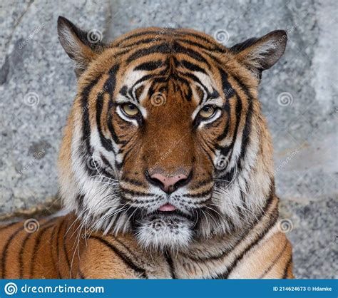 Frontal Close Up View Of An Indochinese Tiger Stock Image Image Of