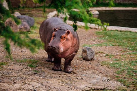Zoológico Hipopótamo Del Nilo
