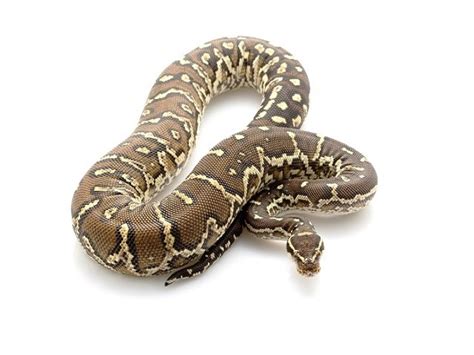 Angolan Python Python Anchietae Reptiletalk Net
