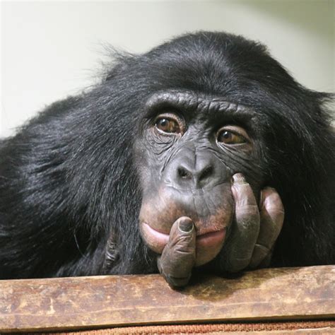 Common Chimpanzee Rainforest Animals