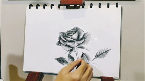 Cara Menggambar Sketsa Bunga Mawar