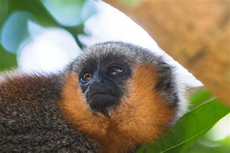 Titi Monkey In The Amazon Rainforestmacaco Zogue Zogue Greenpeace Usa