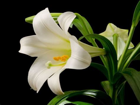 Will cats eat poisonous plants? Easter Lilies and Cats: A Dangerous Combination