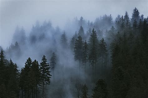 Papel De Parede Árvores Névoa Nuvens Fotografia Madeira Céu