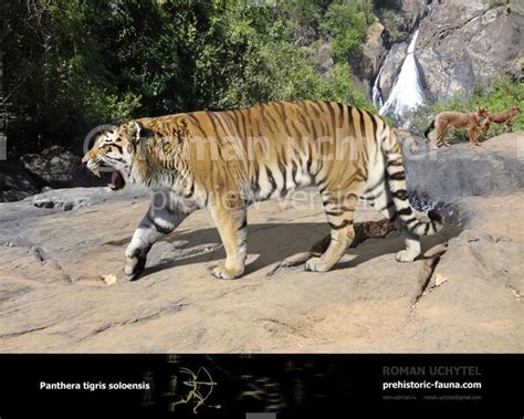 Panthera Tigris Soloensis Panthera Panthera Tigris Prehistoric Animals