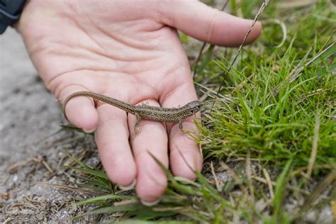 Marwell Experts Help Boost Numbers Of Uks Rarest Lizard Meon Valley