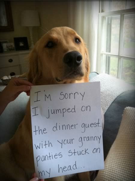 Dog Photos Funny 15 Absolutely Hilarious Dogshaming Signs Anjing