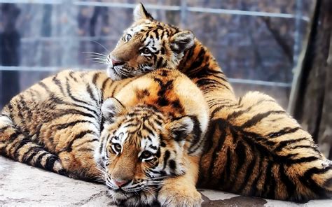 Wallpaper Tiger Wildlife Couple Big Cats Zoo Whiskers Lie