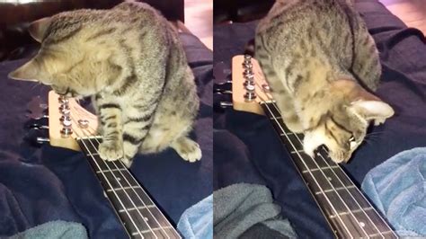 Cat Plays The Bass Guitar Youtube