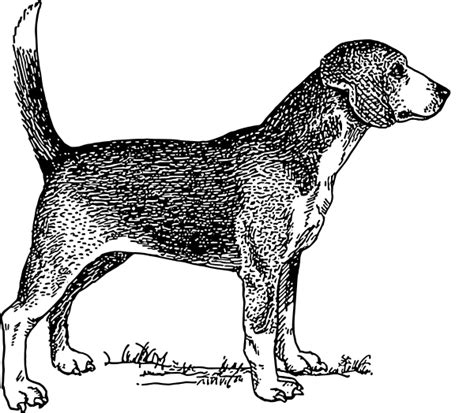 Dog Black And White Black And White Pictures Of Dogs Clipart Free To