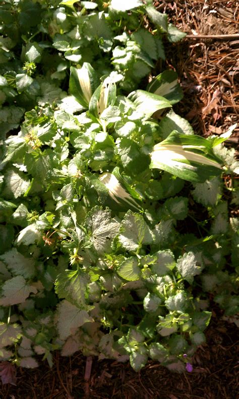 If you have an area under shallow rooted trees that very few plants seem to grow in, try lamium orchid frost. July 16: Lamium maculatum 'Orchid Frost', Hosta 'Night ...