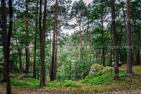 Beautiful Pine Tree Forest — Stock Photo © Sorokopud 48973667