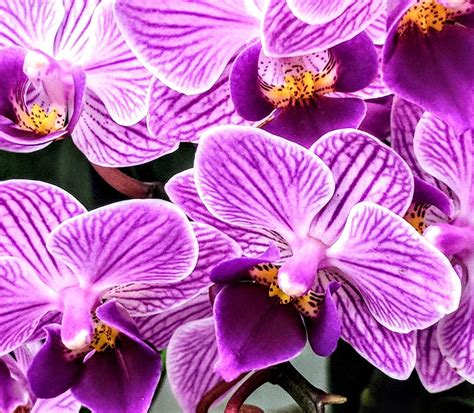 How To Care For Orchids 10 Easy And Proven Tips Orchid Care Orchid