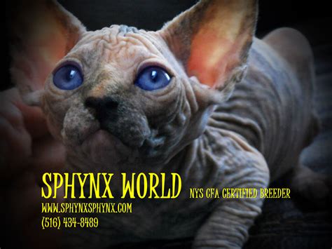 Sphynx Kittens Hairless Bald Cats For Sale Sphynx World Ny Flickr