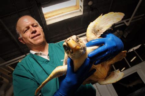 CMAST Sea Turtle Doctor Shares Expertise Coastal Review