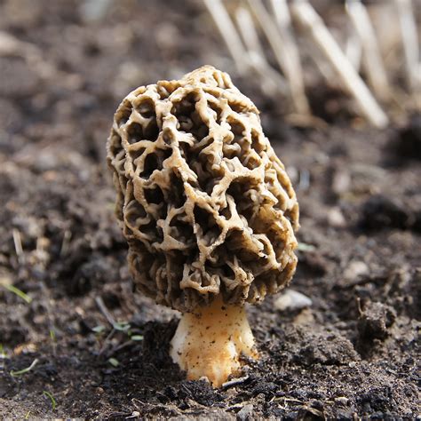 Morchella Esculenta: The Ultimate Mushroom Guide + 7 recipes