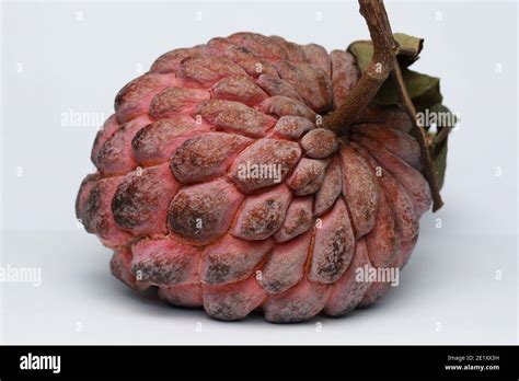 Sugar Apple Sweetsop Custard Apple Fruit Annona Squamosa Stock