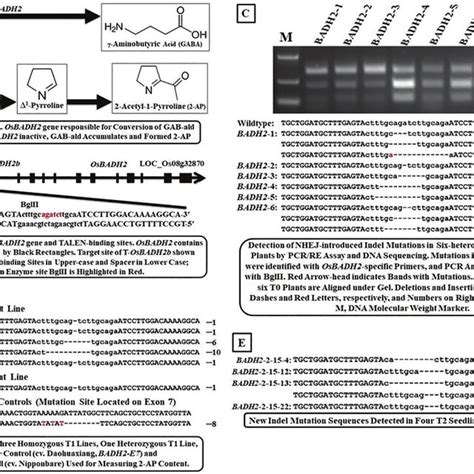 The Biochemical Pathway For Biosynthesis Of Acetyl Pyrroline Ap