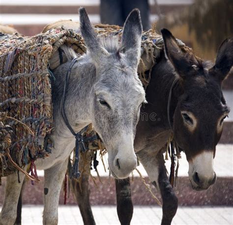 10331 Donkeys Stock Photos Free And Royalty Free Stock Photos From