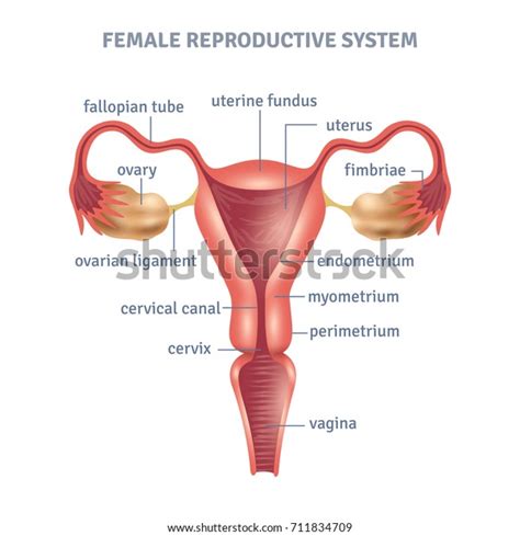 Uterus Medical Poster Female Reproductive System Stock Illustration 711834709