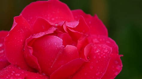 4k Ultra Hd Close Up Red Rose With Dew Drop Stock Video